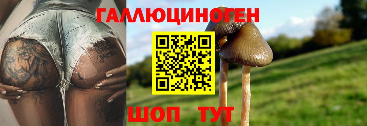Псилоцибиновые грибы GOLDEN TEACHER  Галлюциногенные грибы Psilocybe  где купить наркоту  Сальск  Вход с VPN 